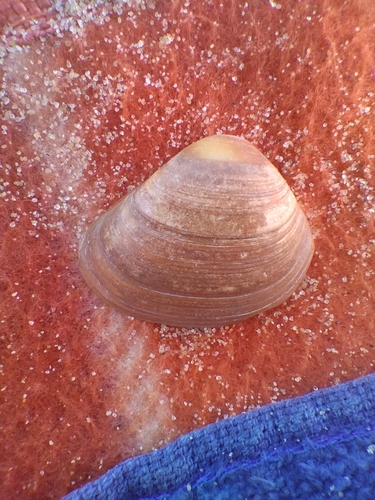 Cut Trough Shell, Den Helder, NL-NH, NL, photo 5 of 10