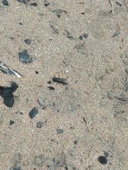 Tachysphex nigerrimus