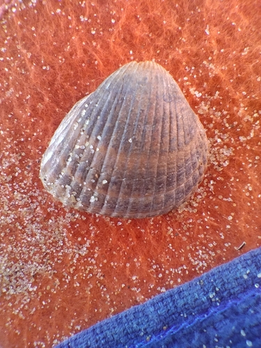 Common Cockle, Den Helder, NL-NH, NL, photo 7 of 10