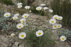 Anthemis fruticulosa