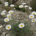 Archanthemis fruticulosa - Photo (c) ramazan_murtazaliev, alguns direitos reservados (CC BY-NC), uploaded by ramazan_murtazaliev