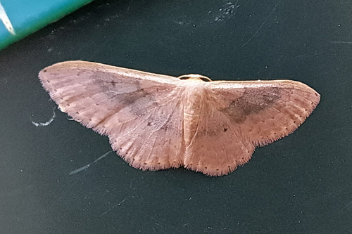 Idaea eugeniata