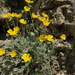 Archanthemis marschalliana - Photo (c) ramazan_murtazaliev, algunos derechos reservados (CC BY-NC), subido por ramazan_murtazaliev
