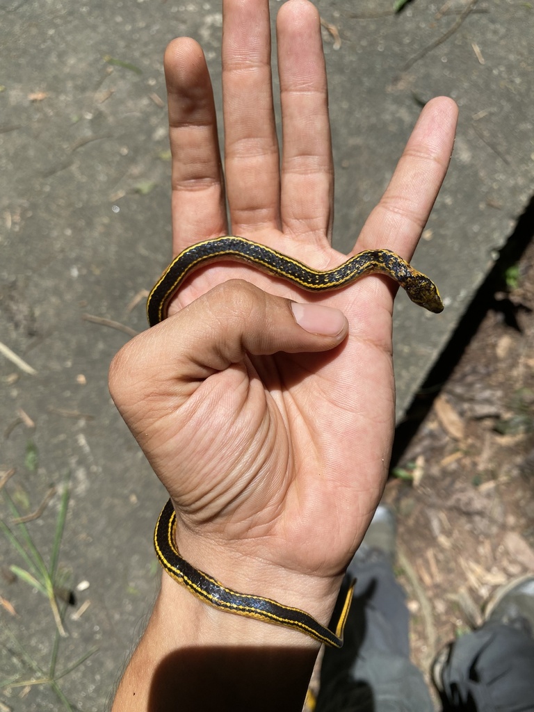 Trinidad Black-backed Snake From Trinidad, Trinidad And Tobago, TT On ...