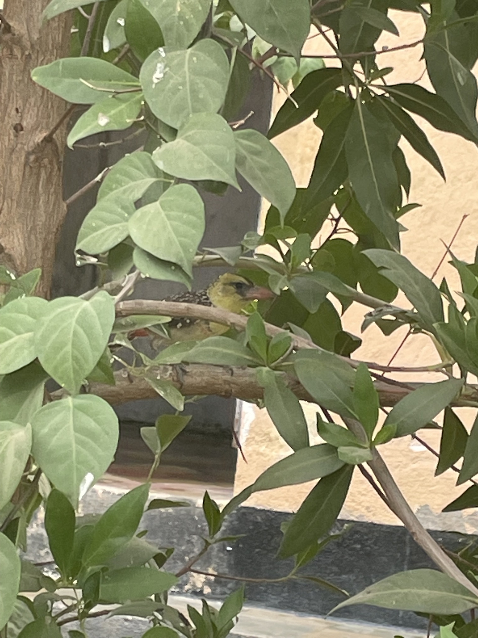 Yellow-breasted Barbet (Trachyphonus margaritatus), photo 2