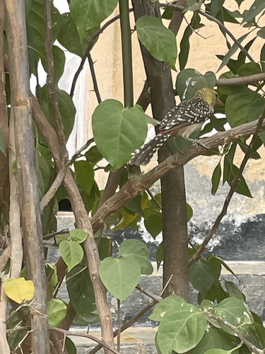 Yellow-breasted Barbet (Trachyphonus margaritatus), photo 7