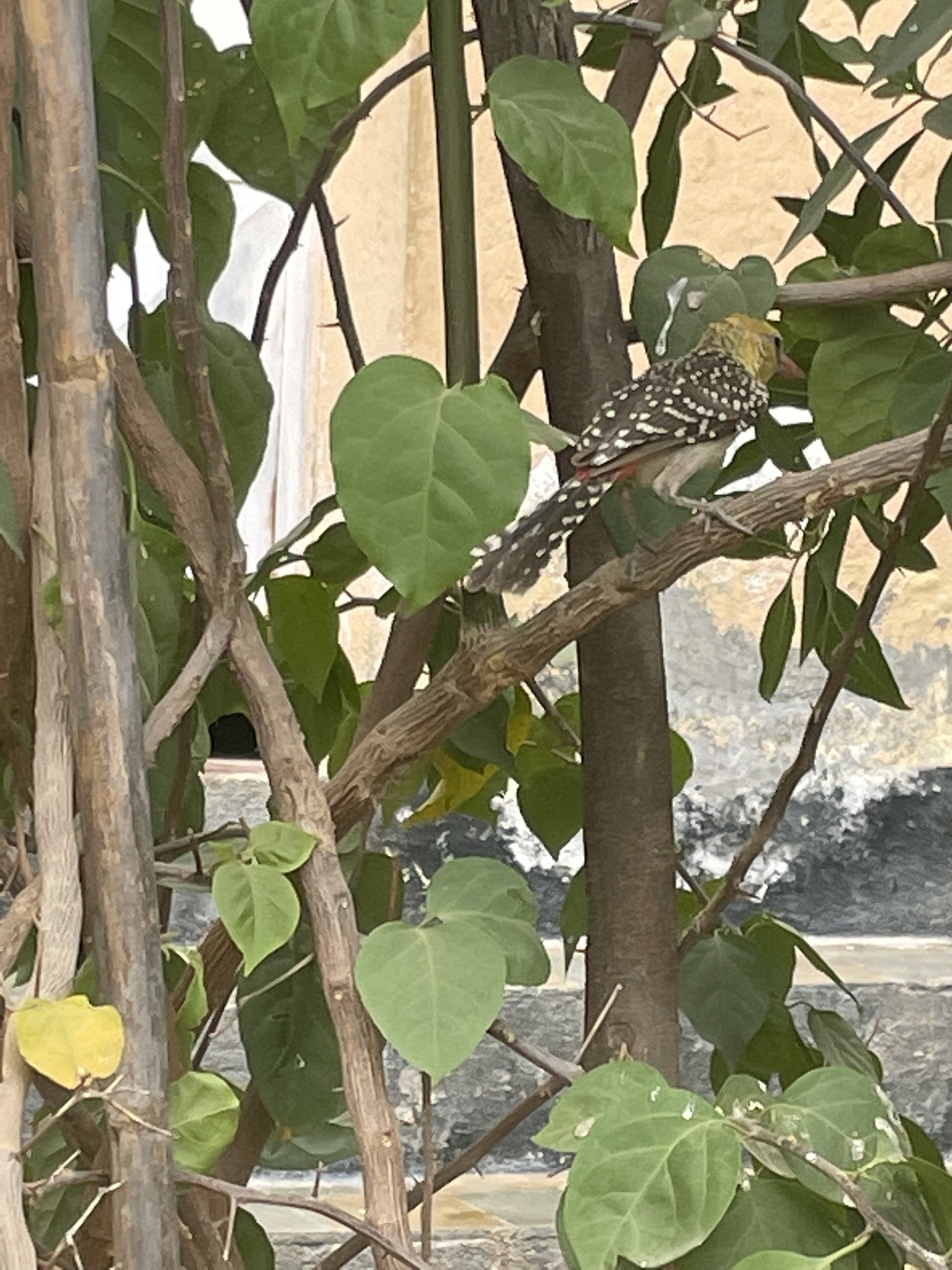 Yellow-breasted Barbet (Trachyphonus margaritatus), photo 4