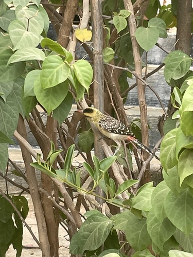 Yellow-breasted Barbet (Trachyphonus margaritatus)