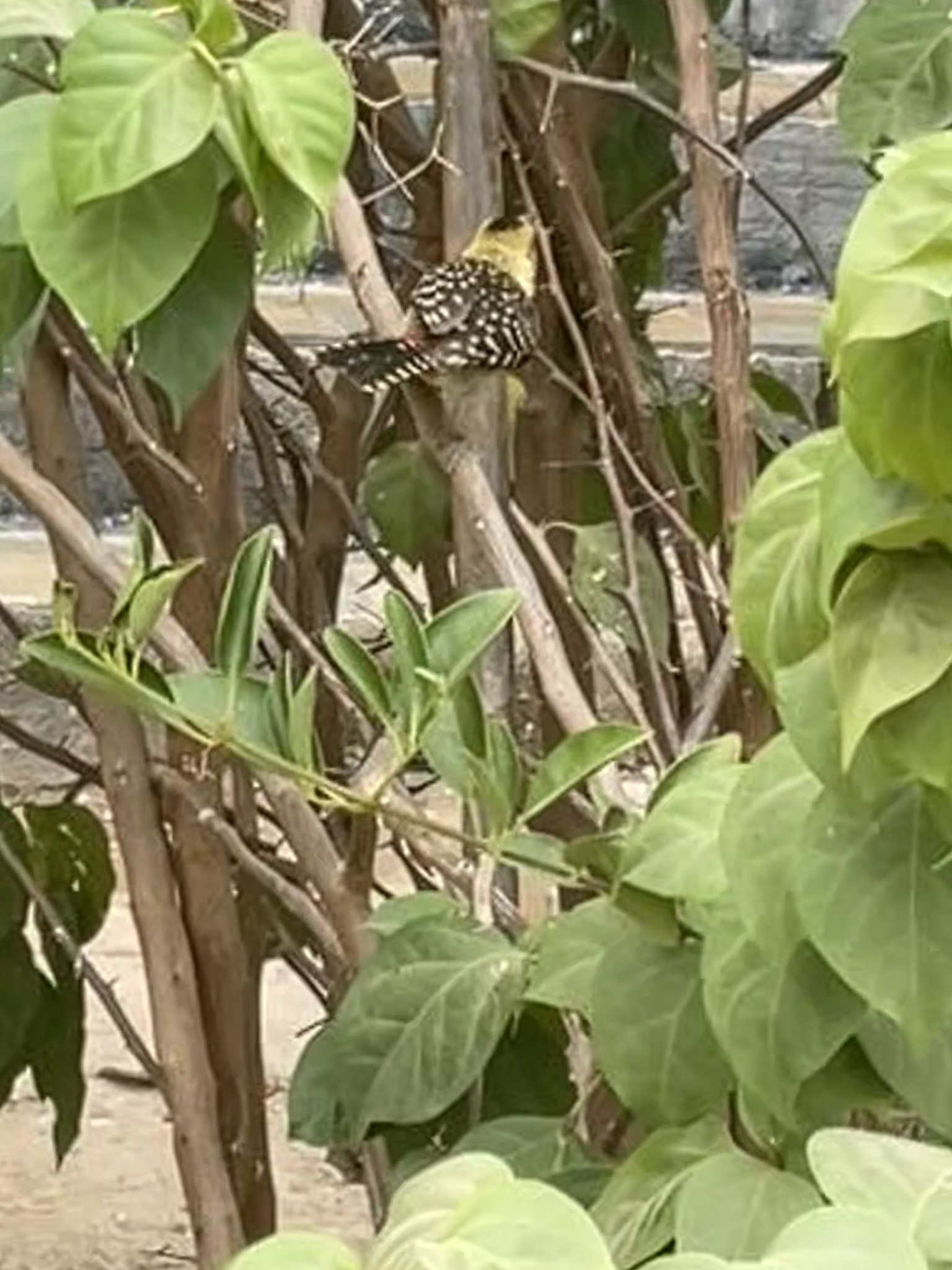 Yellow-breasted Barbet (Trachyphonus margaritatus), photo 5