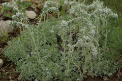 Artemisia alpina