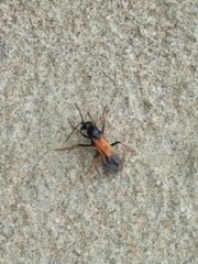 Priocnemis conformis