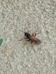 Priocnemis conformis