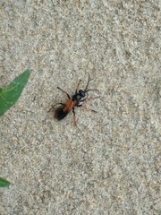 Priocnemis conformis