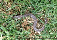 Atractus crassicaudatus