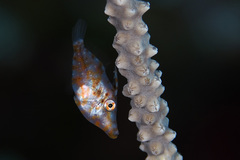 Pygmy Filefish photo 2