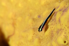 Elacatinus centralis