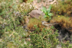 Leptasthenura aegithaloides