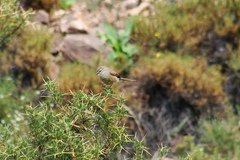 Leptasthenura aegithaloides