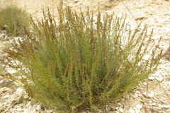 Artemisia salsoloides
