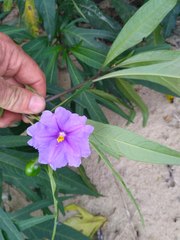 Solanum laciniatum