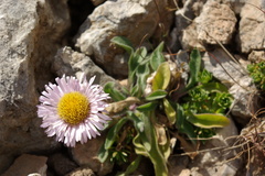 Erigeron caucasicus venustus