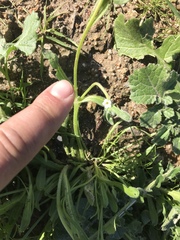 Pectocarya penicillata