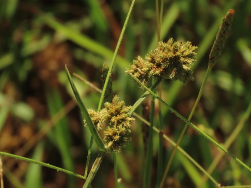 Image of Fuirena umbellata by (c) chiuluan, some rights reserved (CC BY)
