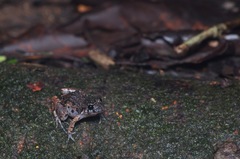 Adenomera hylaedactyla