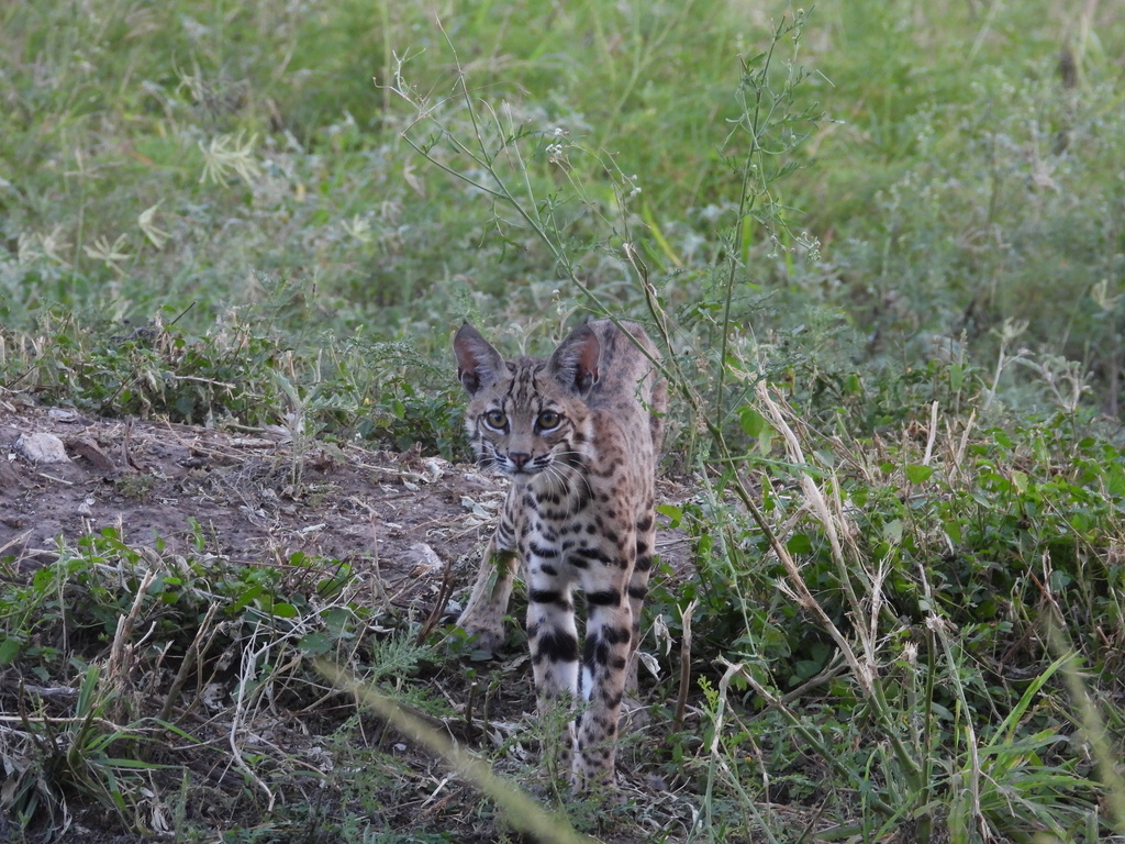 Mexican Bobcat in August 2023 by machado7 · iNaturalist