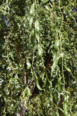 Salix babylonica tortuosa