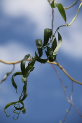 Salix babylonica tortuosa