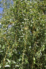 Salix babylonica tortuosa