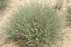 Psephellus czirkejensis