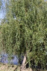 Salix babylonica tortuosa
