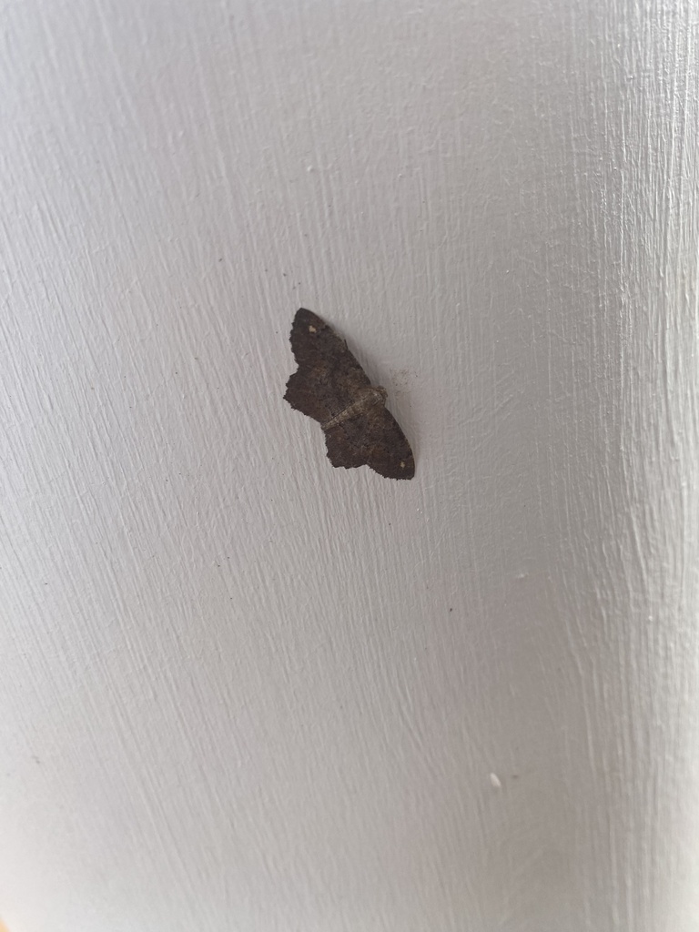 Hypagyrtis from Hans Hill Dr, Madison Heights, VA, US on August 21