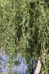 Salix babylonica tortuosa