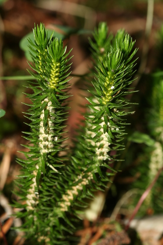 northern firmoss