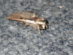 Agrotina