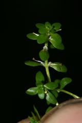 Callitriche cophocarpa