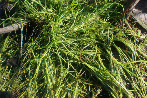 Image of Isolepis fluitans by (c) Thomas Gyselinck, some rights reserved (CC BY)