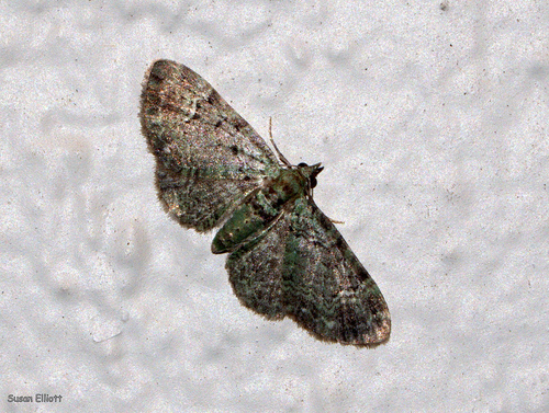 Sodinė Sprindenė nuotrauka