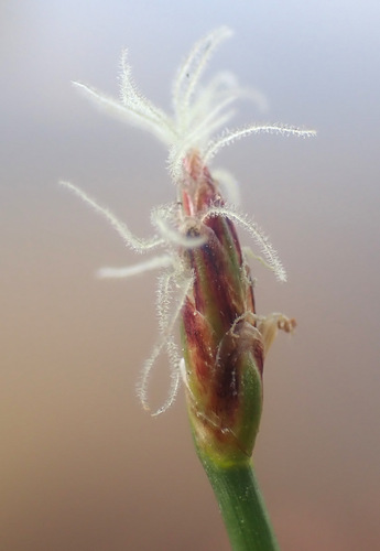 Image of Eleocharis multicaulis by (c) Thomas Gyselinck, some rights reserved (CC BY)