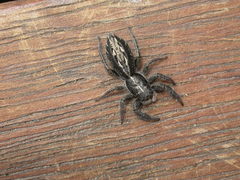 Ocrisiona leucocomis