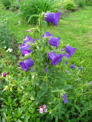 Campanula carpatica