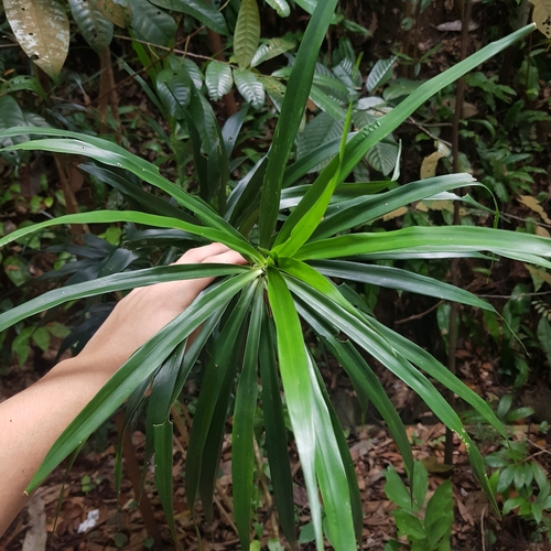 Dracaena angustifolia