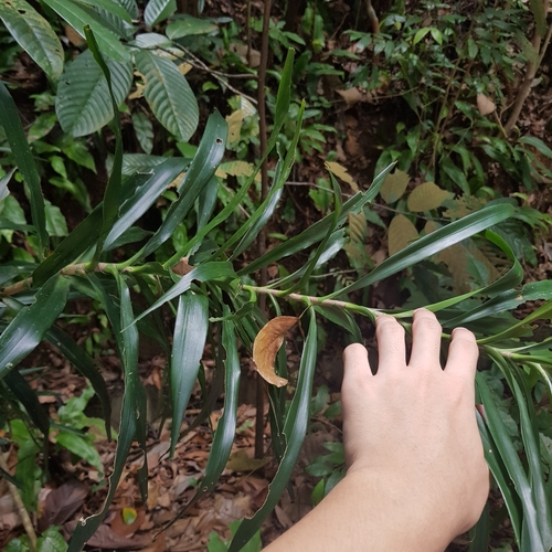 Dracaena angustifolia