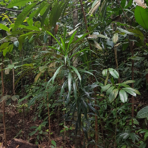 Dracaena angustifolia