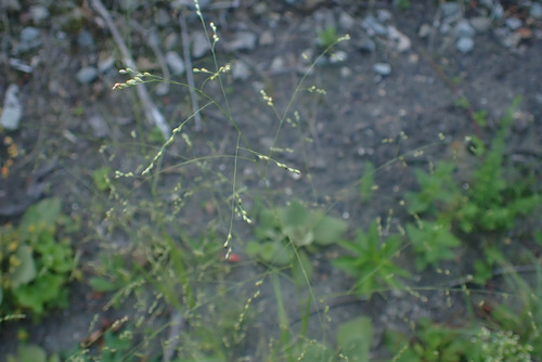 Image of Panicum schinzii by (c) Thomas Gyselinck, some rights reserved (CC BY)