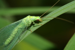 Chrysopa pallens-group