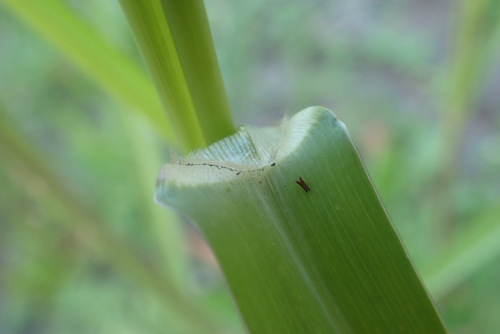 Image of Panicum schinzii by (c) Thomas Gyselinck, some rights reserved (CC BY)
